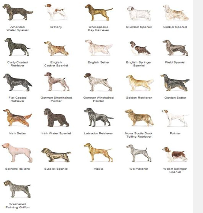 <p>Sporting breed group</p>