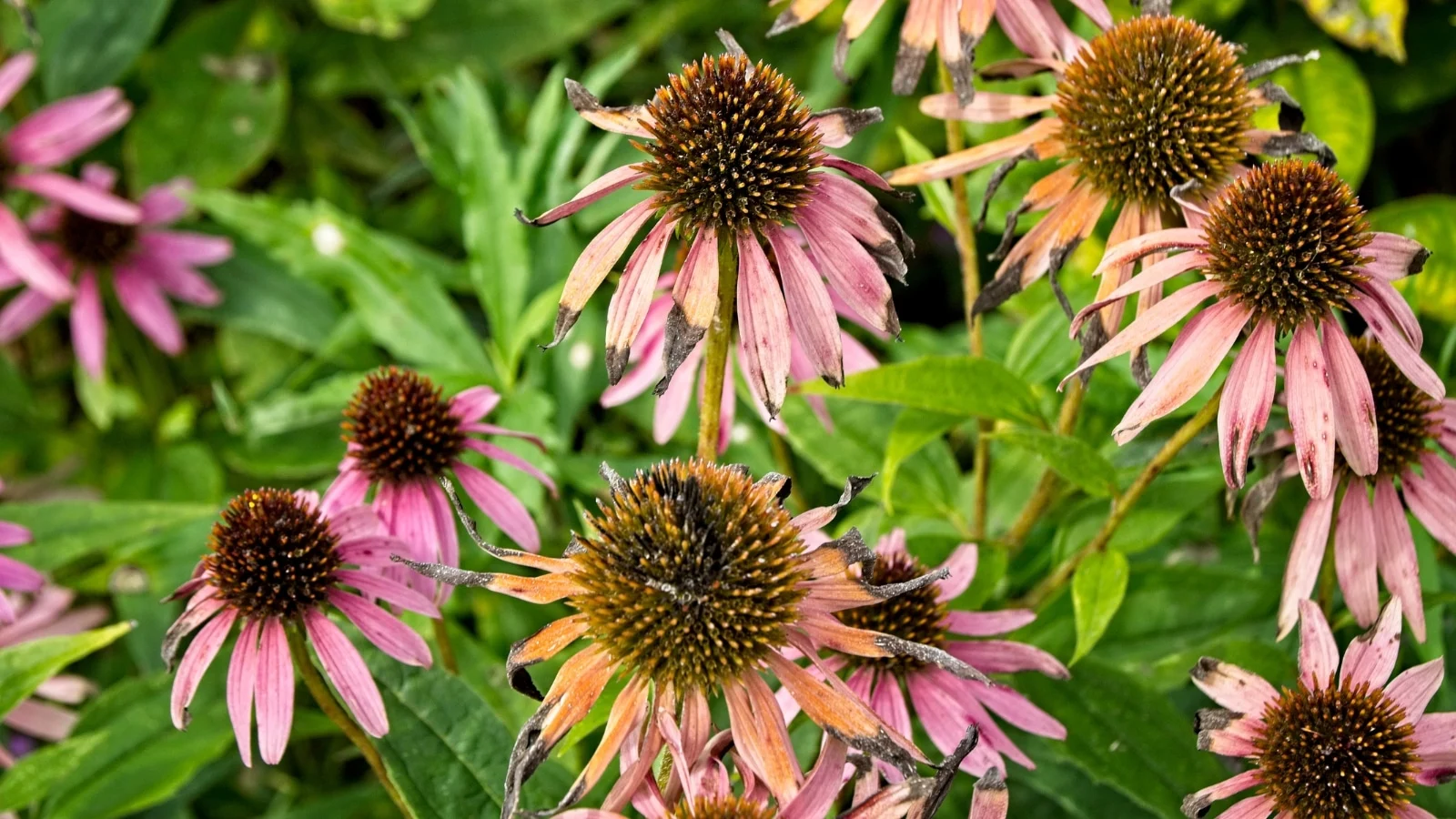 <p>spikey seed pods, rough leaves, entire leaf margins, 2-4’ tall in habit</p>