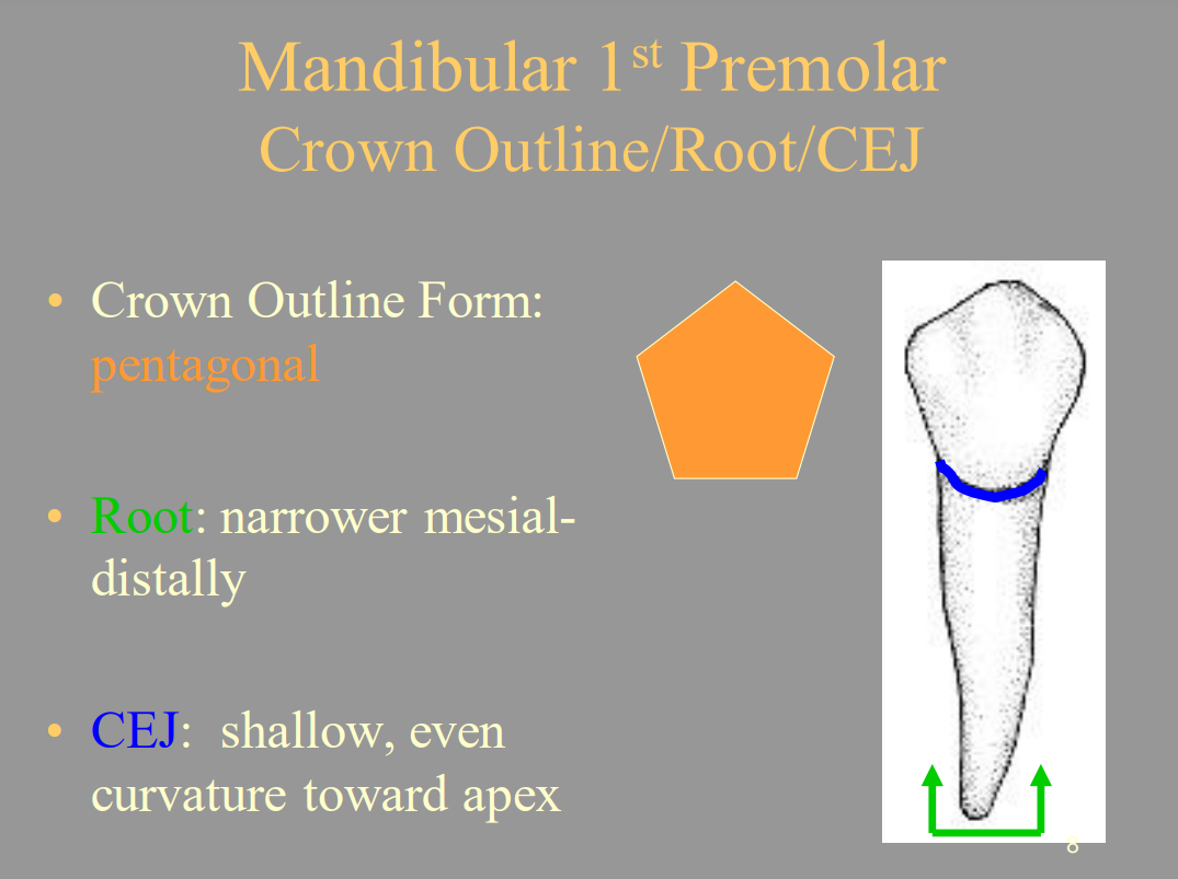 <p>B. Shallow, Even Curvature toward Apex</p>