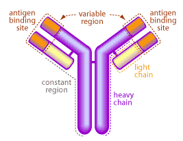 <p>Antibodies</p>