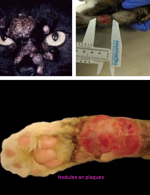 <p>diffusely spread plaques and nodules on skin</p><p>locations: head, extremities, followed by trunk</p>