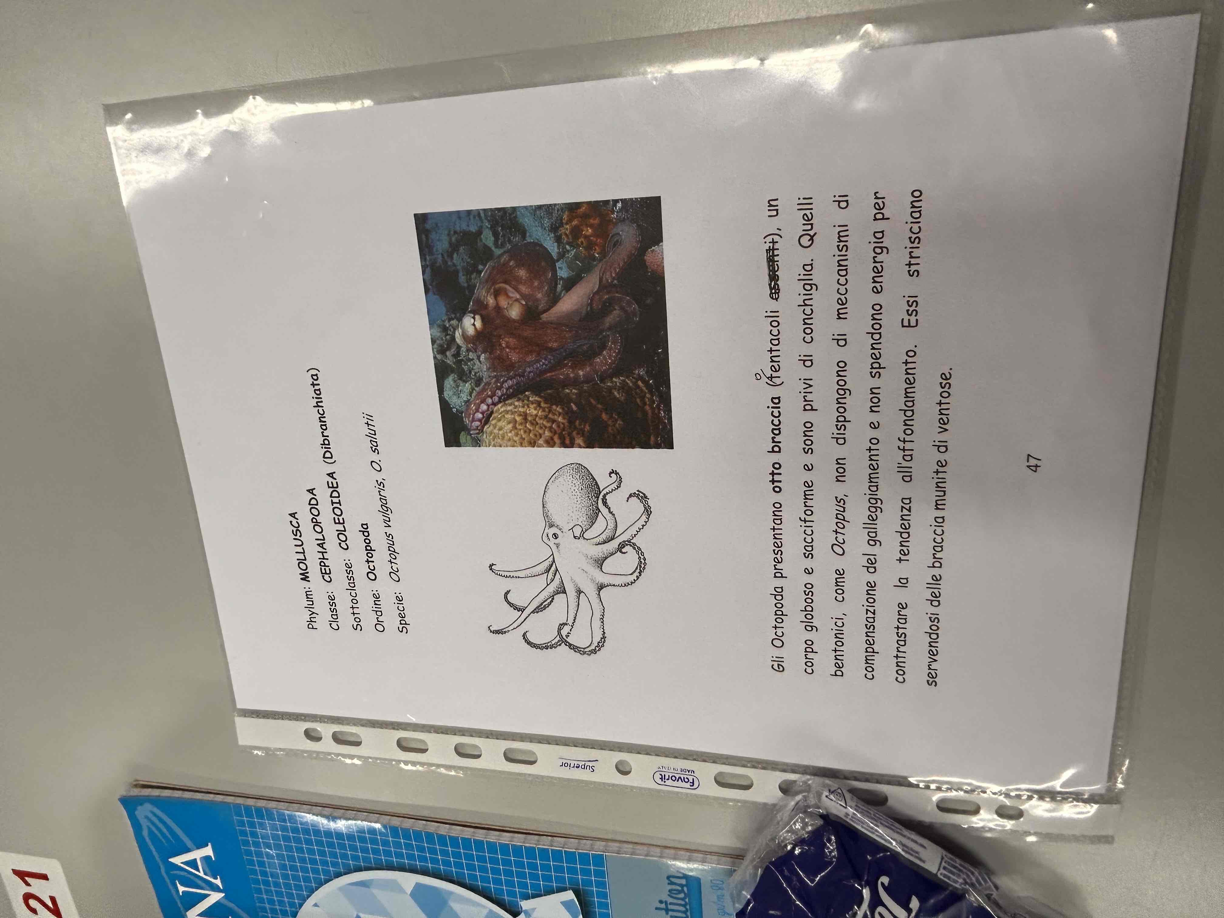 <p>Cefalopode</p><p>Colleoideo</p><p>Ottopode</p><p>Octopus vulgaris</p>