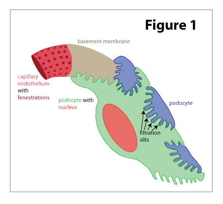 <p>Filtration of Blood </p>