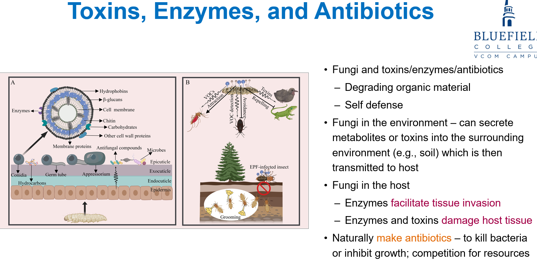 <p>In hosts, fungal <strong>enzymes help tissue invasion</strong> and both <strong>enzymes and toxins damage host tissue</strong>. </p><p>Fungi also naturally <strong>make antibiotics</strong> to kill or block bacterial growth, helping them compete for resources.</p>
