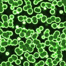 <p><span style="font-family: Avenir, sans-serif">Multicellular</span></p>