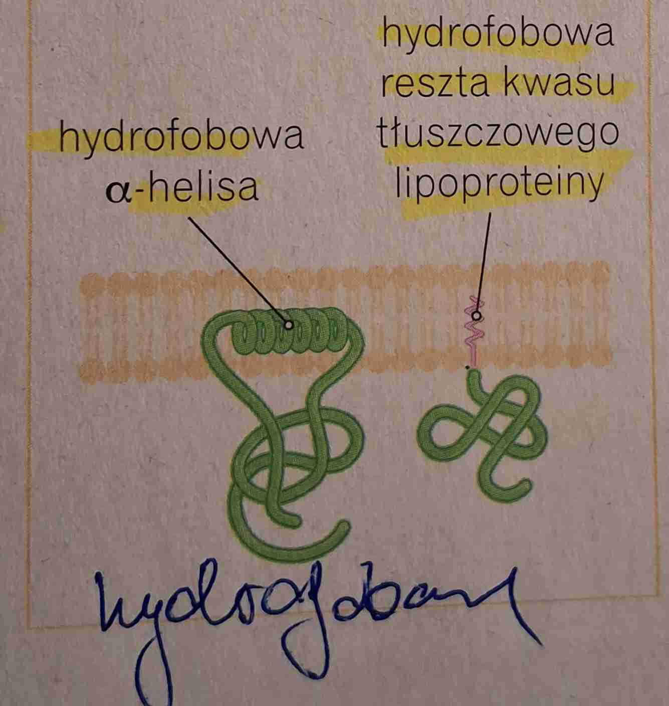 <ul><li><p>wnikają tylko do jednej monowarstwy lipidowej </p></li><li><p>hydrofobowa Alfa helisa </p></li><li><p>hydrofobowa reszta kwasu tłuszczowego lipoproteiny</p></li></ul>