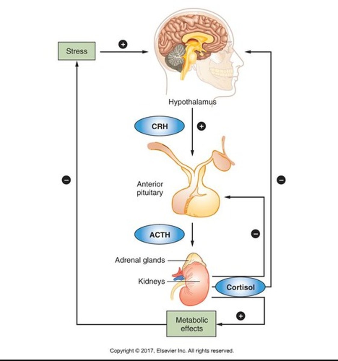 <p>Cortisol, which has widespread effects on the body during extended periods of stress.</p>