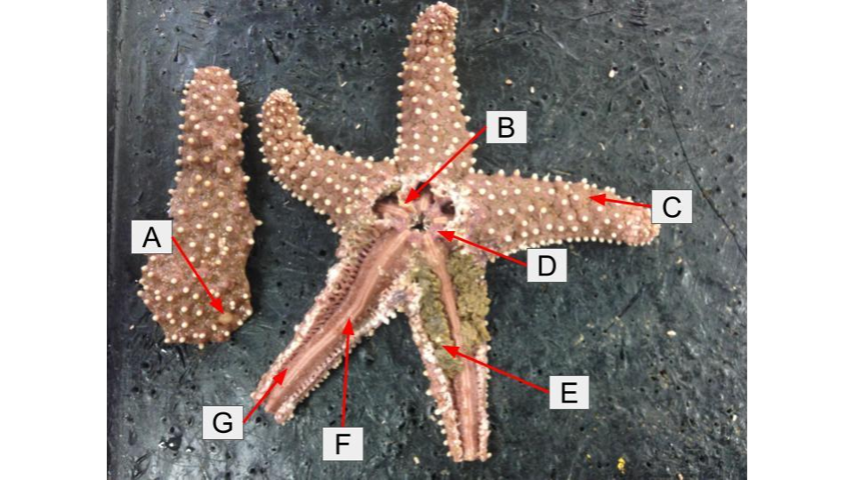 <p>What is letter <strong>A</strong> in the dissection image of an <u>Sea Star?</u></p>