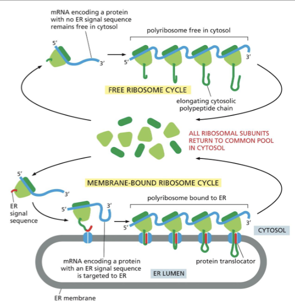 <p>Proteins without an ER signal sequence are synthesized in cytosolic ribosomes.</p><p></p><p>Proteins ER signal sequence and the SRP( Signal recognition Particle) direct the ribosome towards the ER (cotranslocational translocation)</p>