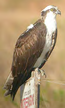 <p>Águila pescadora </p>