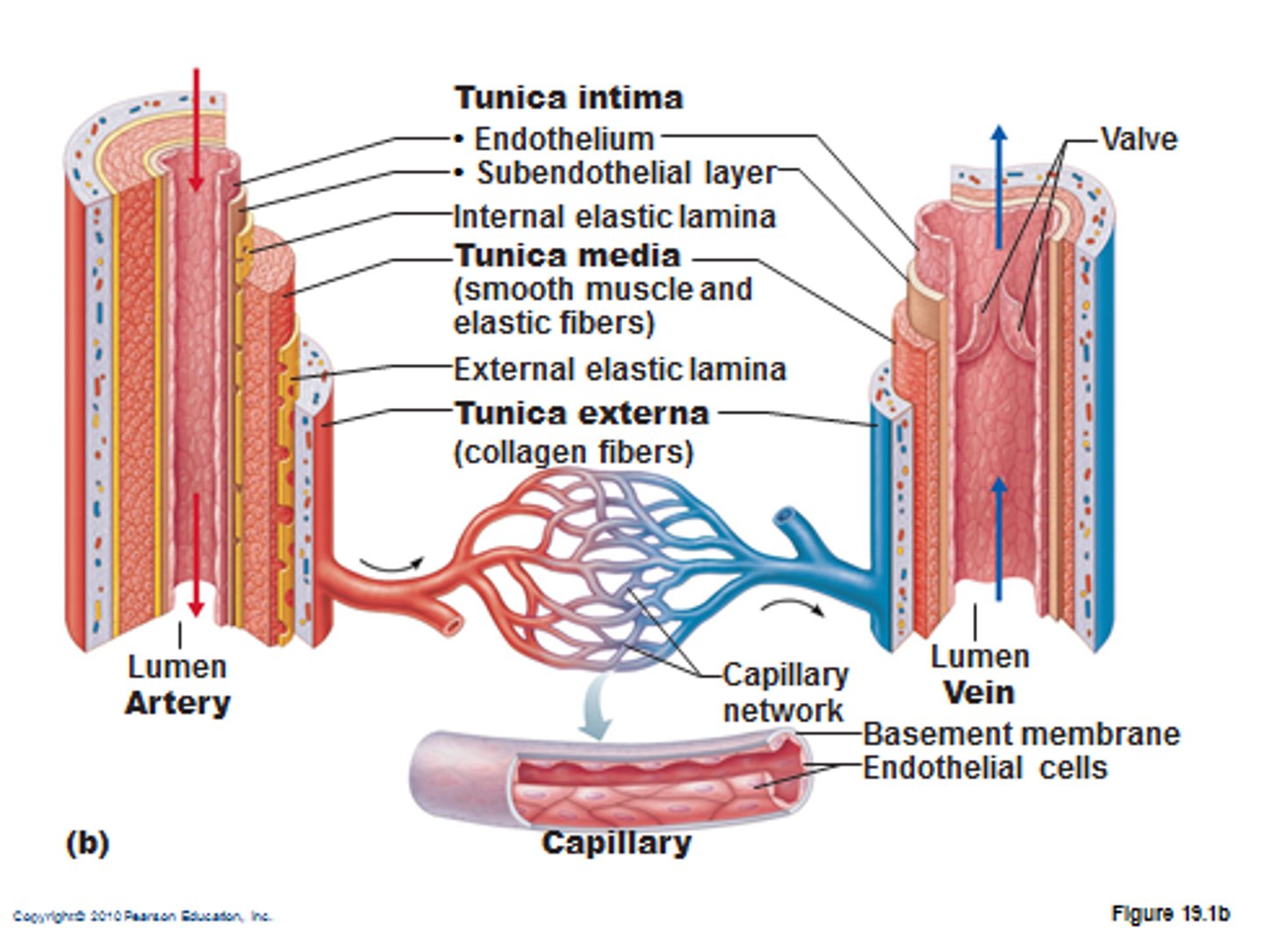 <p>Thick muscle tissue</p><p>Thick elastic tissue</p><p>Folded endothelium</p>