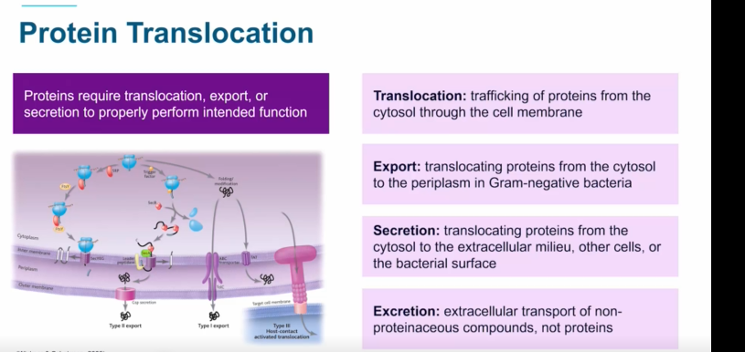 <p><strong>Translocation: </strong>Trafficking of proteins from the cytosol through the cell membrane.</p><p><strong>Export: </strong>translocating proteins from cytosol to the periplasm in Gram neg bact</p><p><strong>Secretion: </strong>Translocating proteins from the cytosol to extracellular milieu, other cells, or the bacterial surface</p><p><strong>Excretion: </strong>Extracellular transport of non-protein compounds.</p>