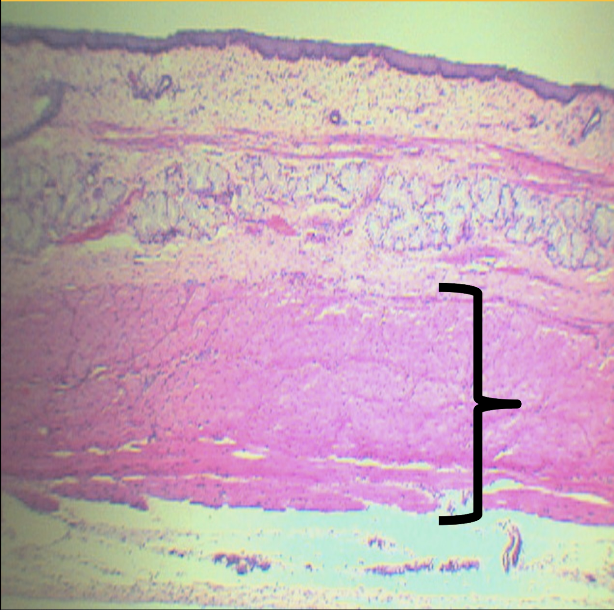 <p>Identify the structure, its arrangement, and contents found in it (1)</p>