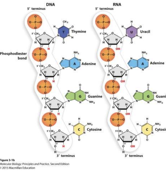 <p>phosphodiester bonds btwn 3’ OH from one n-tide and 5’ phosphate on next n-tide</p>
