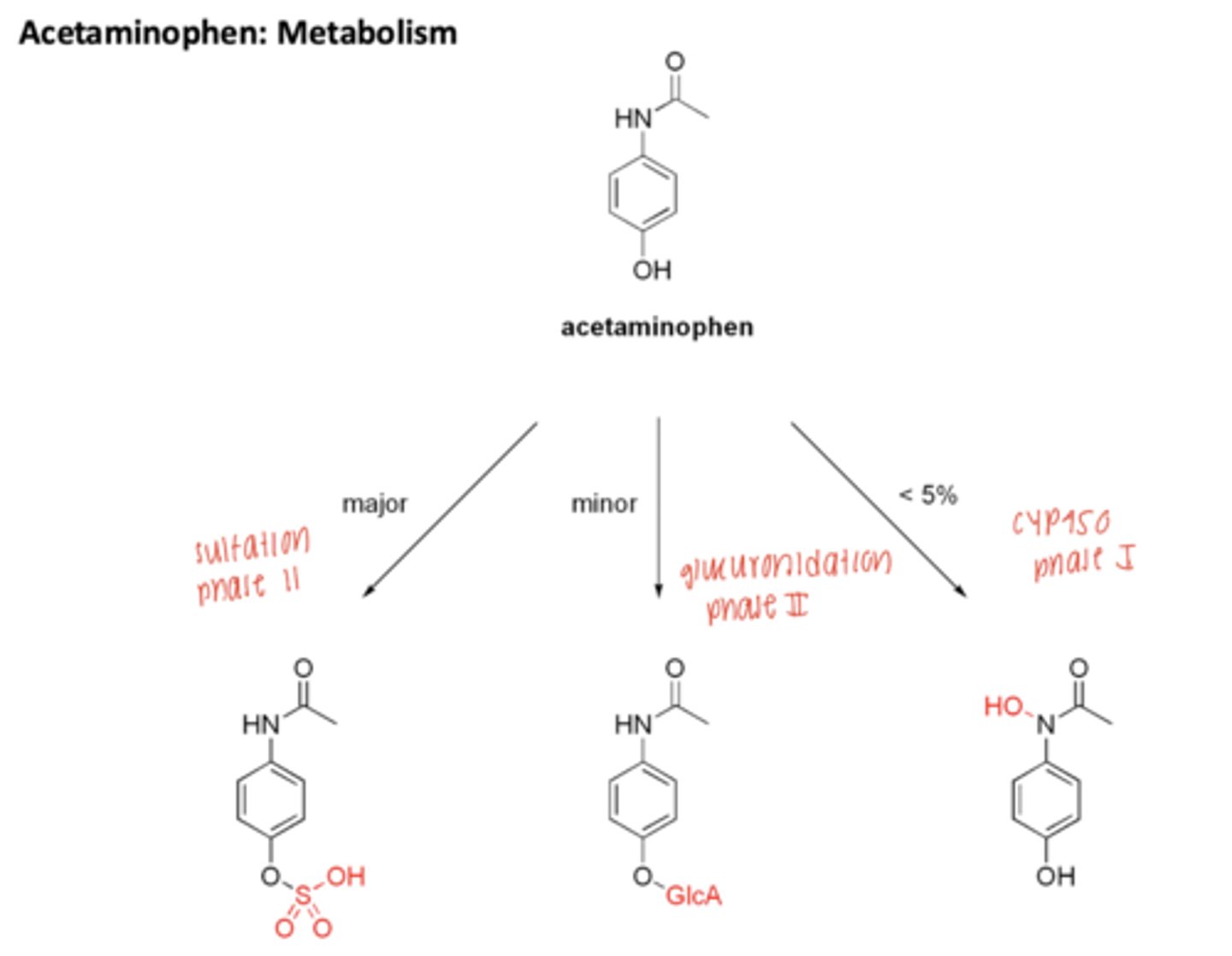<p>Major: sulfation</p><p>Minor: glucuronidation</p><p><5% CYP450 -> NAPQI</p>