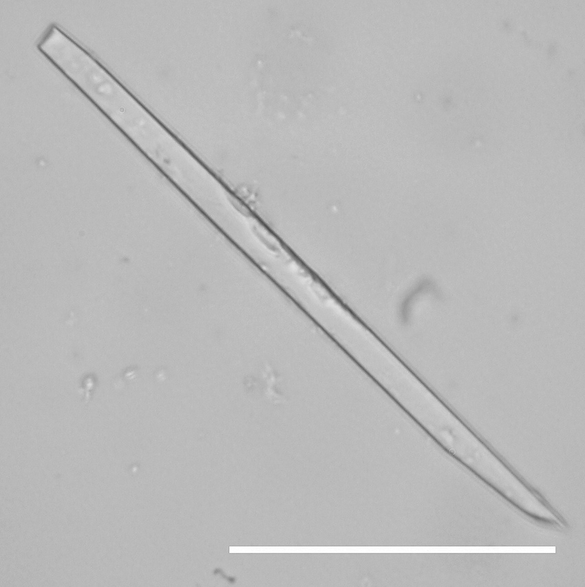 <p>What plant crystals are shown below?</p>