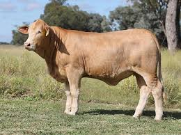 <p>-white, horned</p><p>-5/8-13/16 or 3/8-3/16 Brahman</p><p>-better carcasses than Brahman</p>