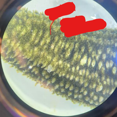 <p>What are these structures and what Phylum/Class are they found in?</p>