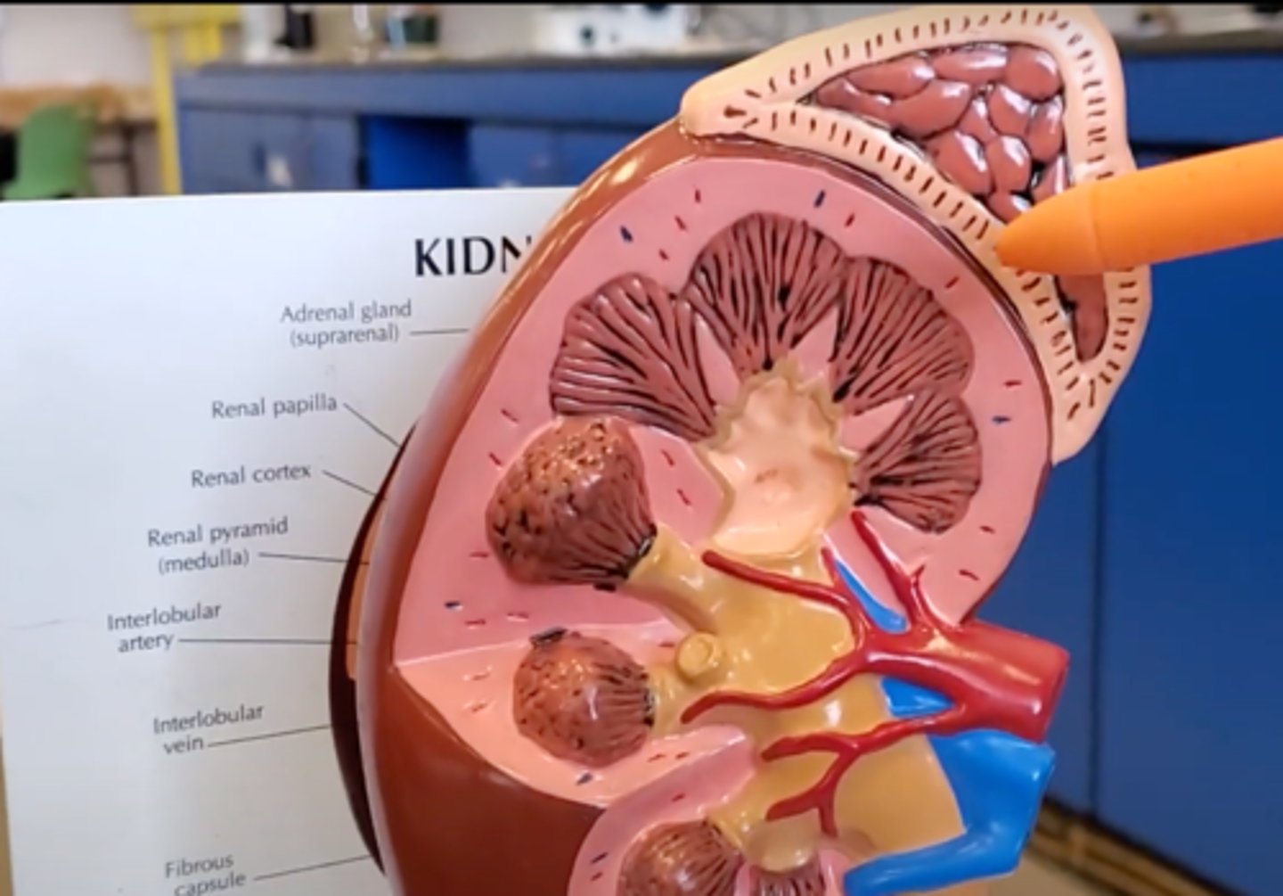 <p>A pair of endocrine glands that sit just above the kidneys and secrete hormones that help arouse the body in times of stress.</p>