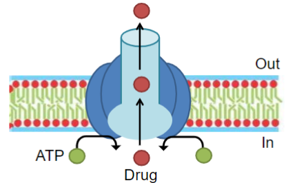 <ul><li><p>transport systems that can carry the drug out of cells, thereby lowering drug conc in tissues/compartments w/ those systems</p></li></ul>