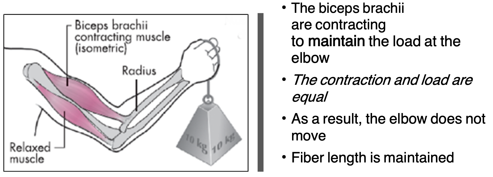 <p>Muscle fibers contract without movement, muscle is not shortened or lengthened, contraction and load are equal - fiber length is maintained </p><ul><li><p>Plank </p></li></ul><p></p>