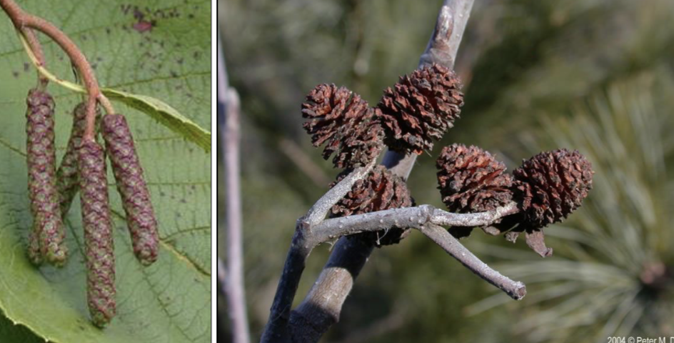 <p>female catkin woody, very tough, cone-like</p>