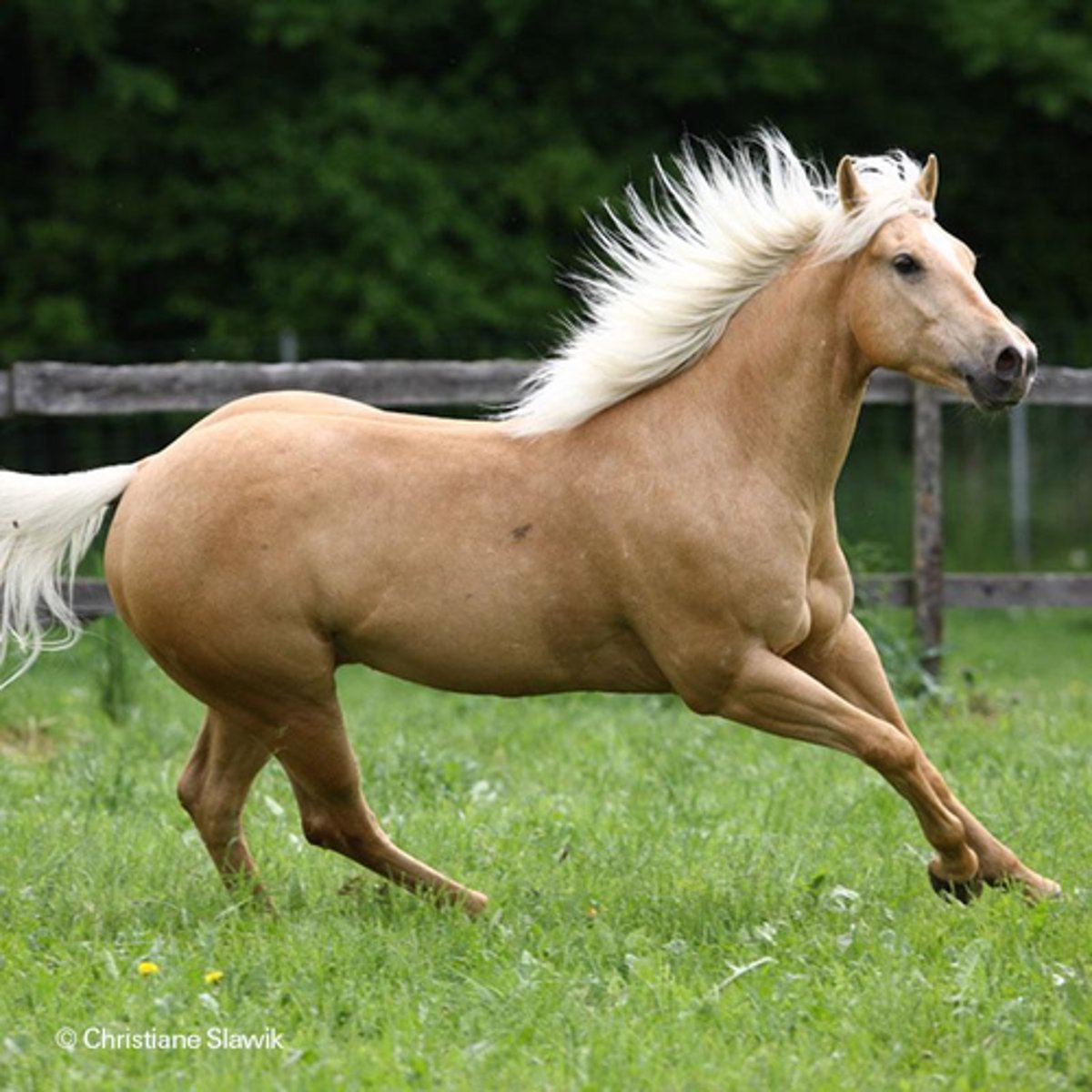 <p>what color is this horse</p>