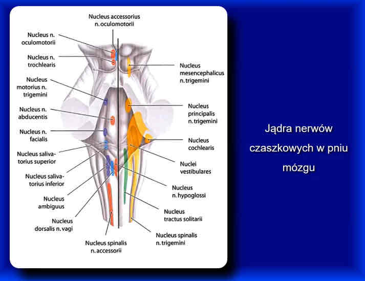 <p>śródmózgowiowe - propriorecepcja </p><p>rdzeniowe - ból</p><p>główne - dotyk, ucisk, temperatura, wibracje </p>