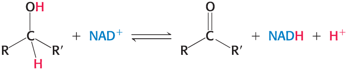 <p>Accepts a proton and two electrons in the oxidation of a substrate to form NADH</p><ul><li><p>the reactive part is its nicotinamide ring</p></li></ul><p></p>