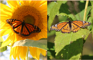 <ul><li><p><span style="background-color: transparent;"><span>Both model and mimic are equally harmful to predators</span></span></p></li><li><p><span style="background-color: transparent;"><span>Advantage:</span></span></p><ul><li><p><span style="background-color: transparent;"><span>A single taste trial by a predator will secure future protection for two or more species</span></span></p></li><li><p><span style="background-color: transparent;"><span>Ex. The Monarch and the Viceroy</span></span></p></li></ul></li></ul><p></p>