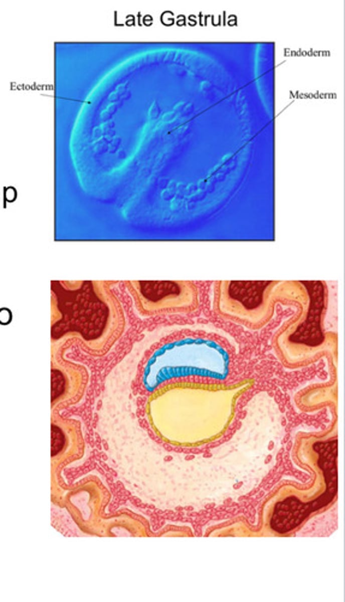 <p>-happens during week 3<br>-part of the establishment of body axes in humans<br>-anteroposterior, dorsoventral, and left-right axis formation takes place before and during the period of gastrulation</p>