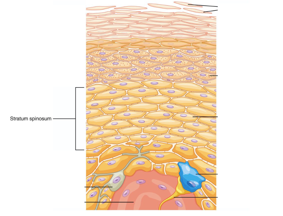 <p>This layer mostly consists of keratinocytes held together by sticky proteins called desmosomes, helping make your skin flexible and strong.</p><p></p><p><span>Contains cells called prickle cells. These cells have small radiating processes that connect with other cells. Keratin is synthesized in this layer.</span></p>