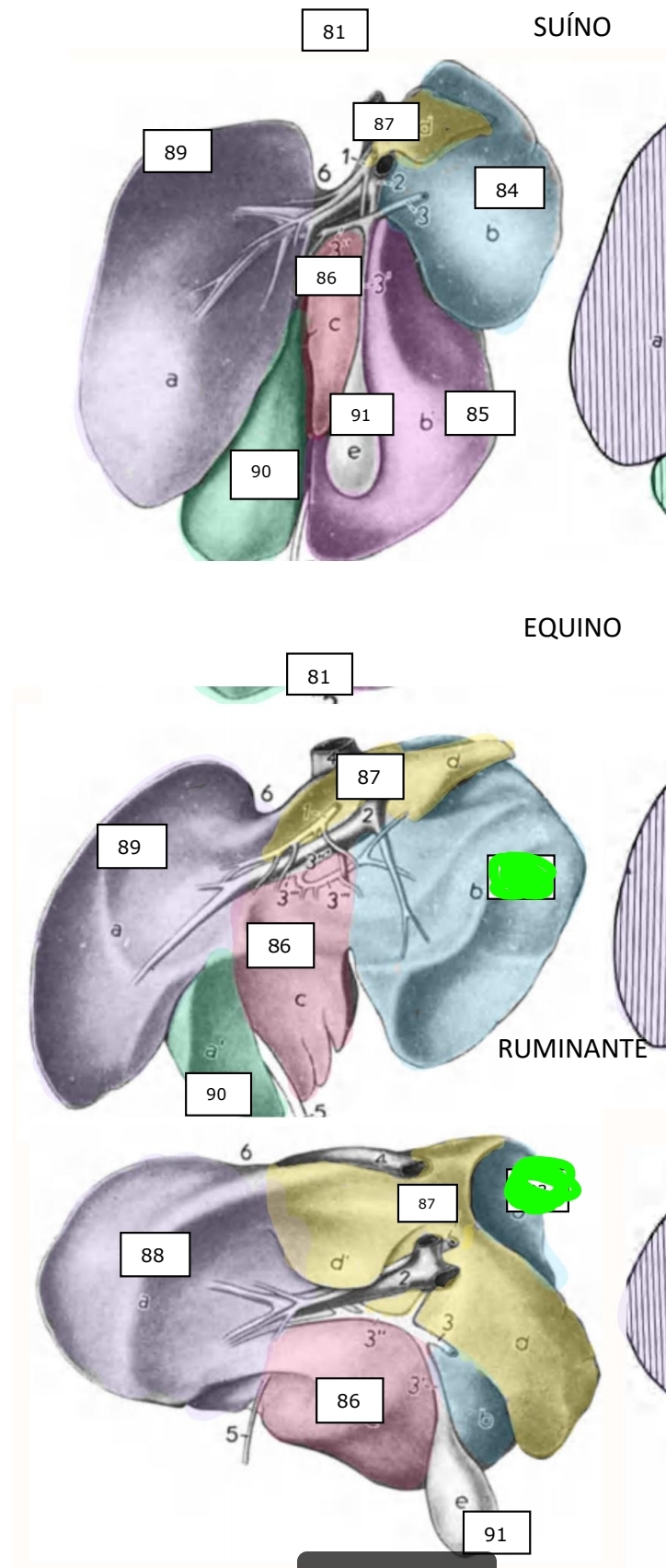 <p>Ruminantes e equinos</p>