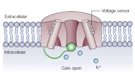 <p>Large proteins serve as selective membrane ion channels</p><p></p>