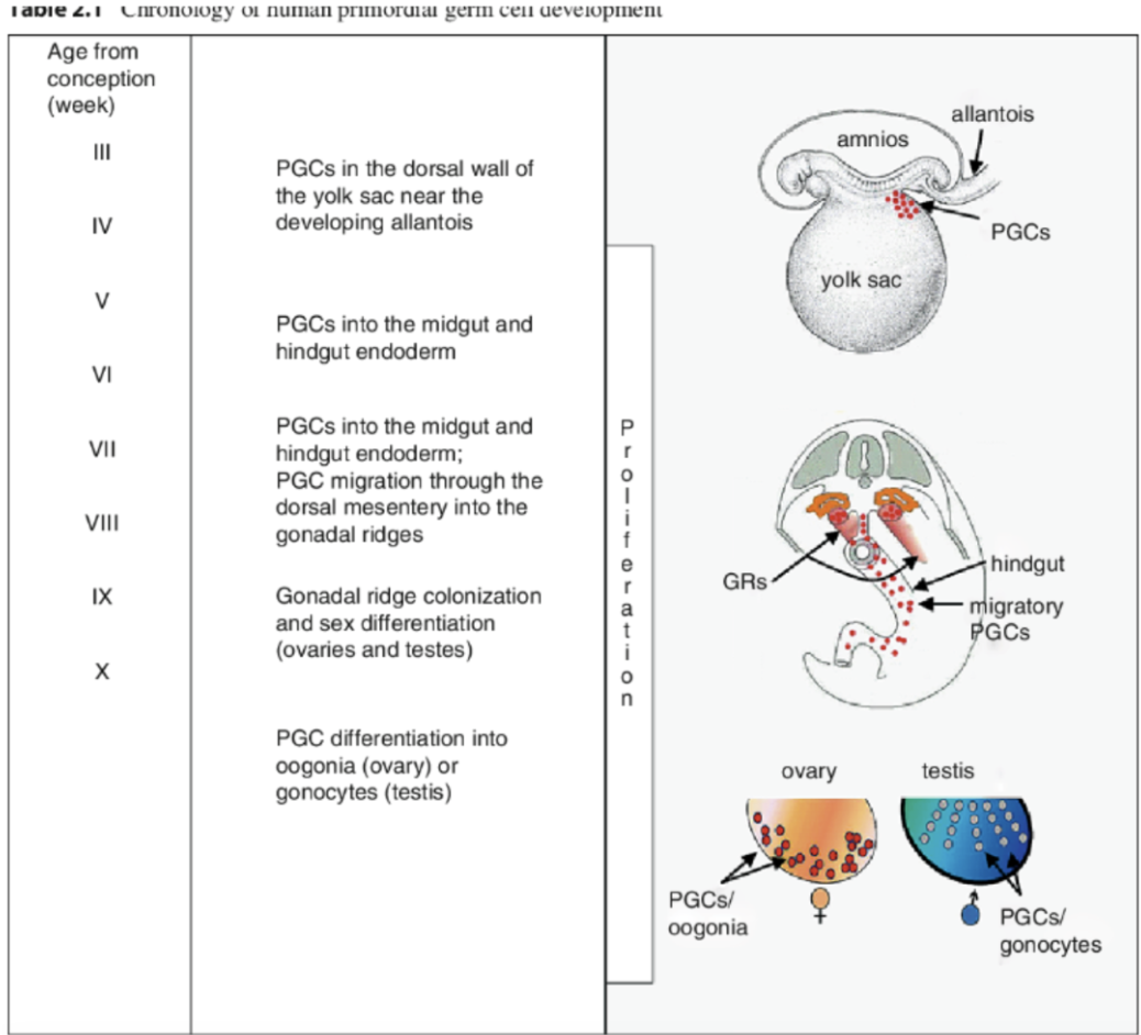 <ul><li><p>why do PGCs migrate?</p><ol><li><p>to reach the gonadal ridge, the site of their development and differentiation</p></li><li><p>to escape the differentiation signals occurring during gastrulation in the embryo proper</p></li></ol></li></ul><p></p>
