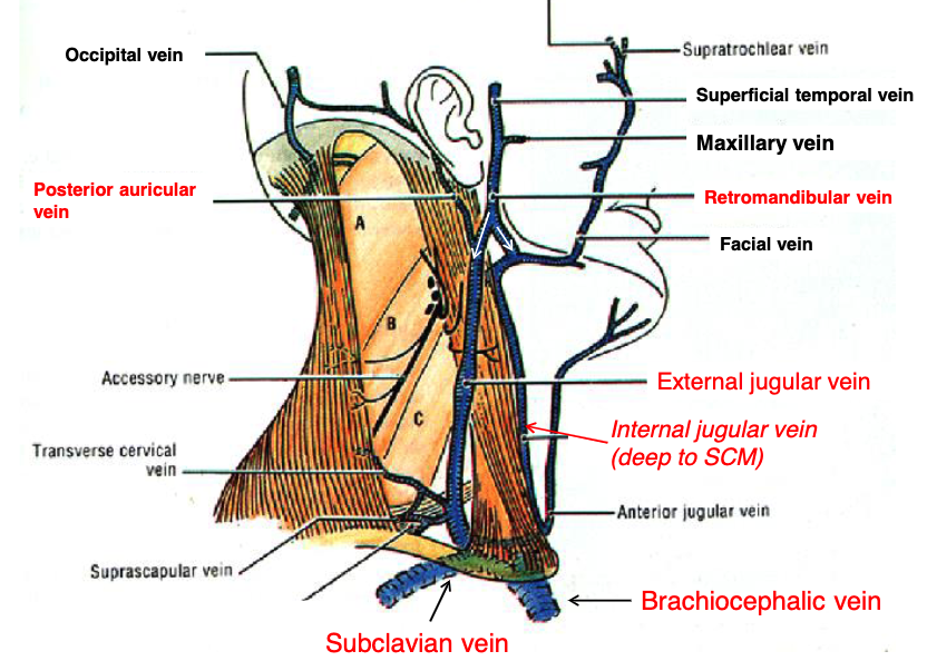 <p>posterior auricular v.<br>retromandibular v.</p>