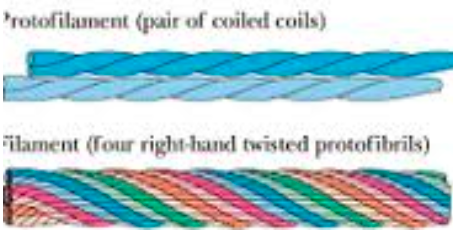 <p>Ropes, S-S linkages</p><p></p>