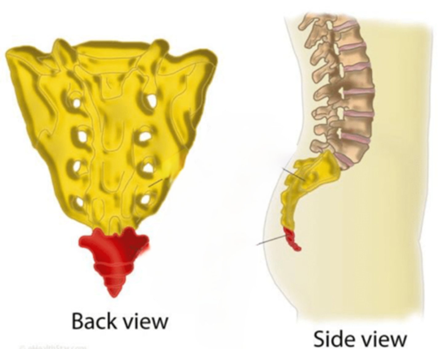 <p>Formed by 4 fused coccygeal vertebrae, "tail bone"</p>