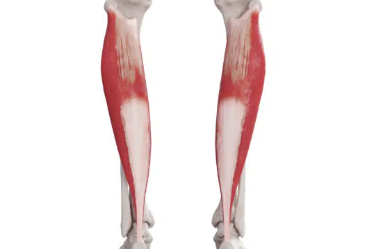 <p>What muscle is this?</p>