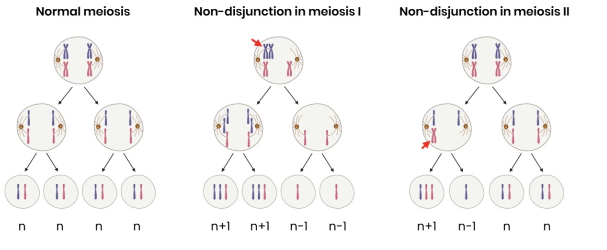 <ul><li><p>Spontaneously by chromosome non-disjunction during meiosis</p></li><li><p>Homologous chromsomes (meiosis I) or sister chromatids (meiosis II) fail to separate during meiosis </p></li><li><p>So some gametes have an extra copy of a particular chromosome (n+1) and others have none (n-1)</p></li></ul><p></p>