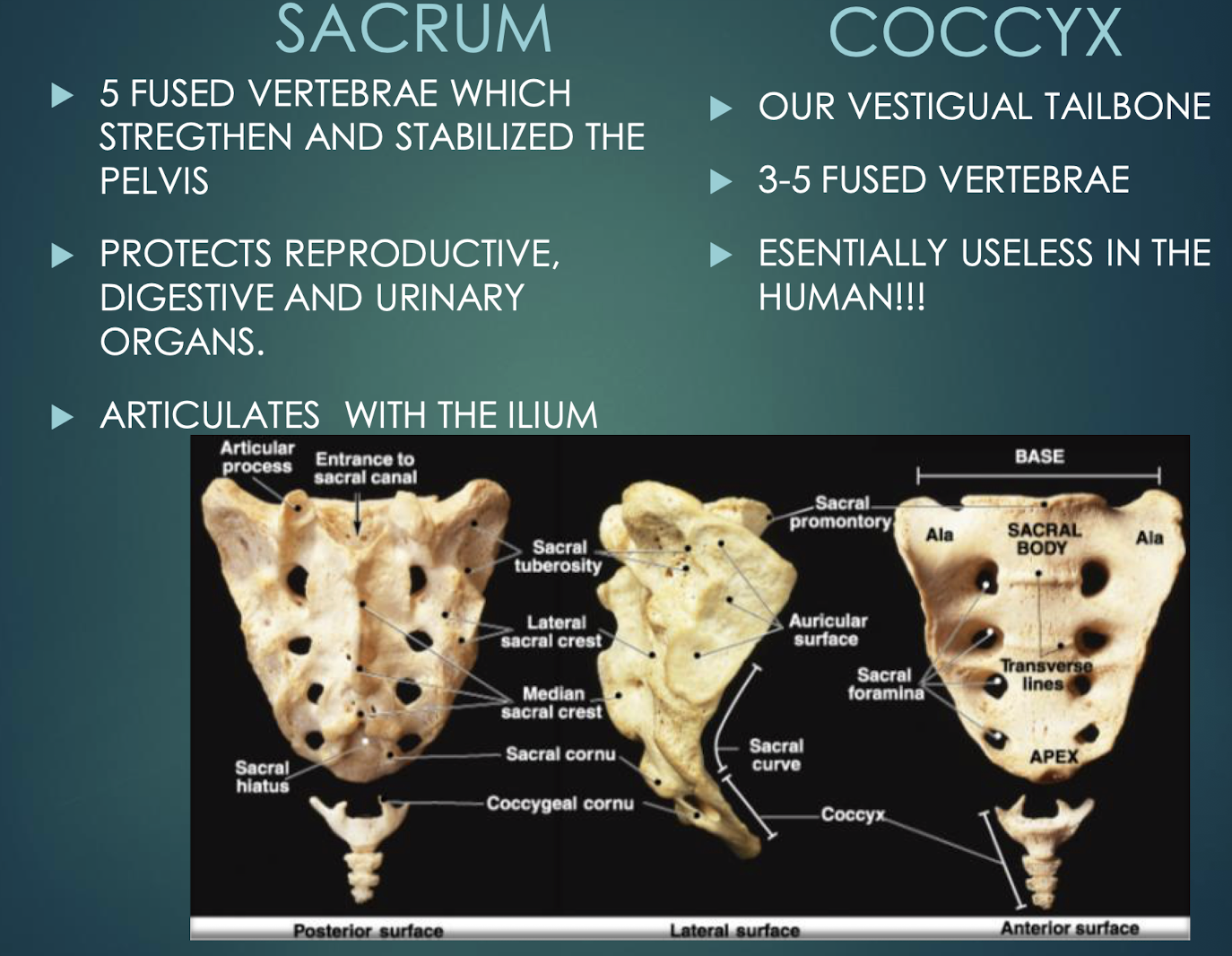 <p>Sacrum</p>
