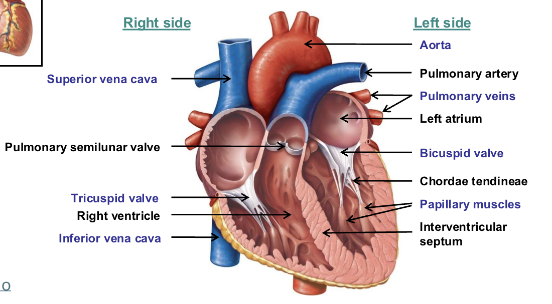 <ul><li><p>4 chambers (2 atria, 2 ventricles)</p></li><li><p>2 sets of valves (2 x atrioventricular valves, 2 x semilunar valves)</p></li></ul><p>Remember: tRIcuspid has RI in it for RIght side or LAB RAT (Left Atria Bicuspid, Right Atria Tricuspid)</p>