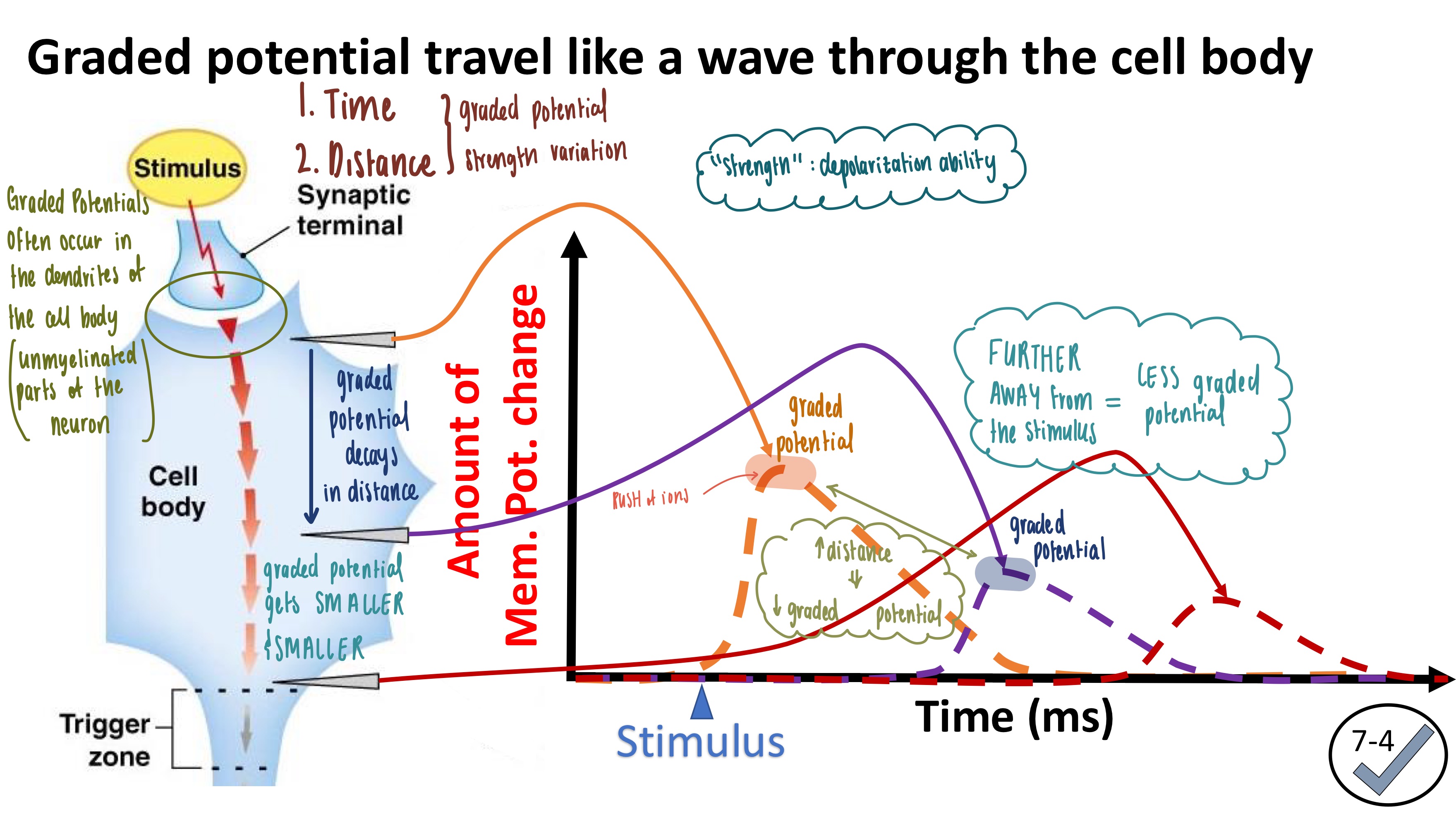 <p><strong><mark data-color="blue" style="background-color: blue; color: inherit">Membrane Potential</mark></strong></p><ul><li><p>Peaks QUICKLY but decreases over time</p></li><li><p>Decays as time and distance increase</p></li><li><p>Travels as a “wave” through the cell body</p></li></ul><p><strong><mark data-color="yellow" style="background-color: yellow; color: inherit">Movement of ions</mark></strong></p><ul><li><p>RUSH of Na<sup>+</sup> ions depolarize the cell QUICKLY, but as Na<sup>+</sup> &amp; K<sup>+</sup> leave the cell, it hyperpolarizes</p></li></ul><p></p>