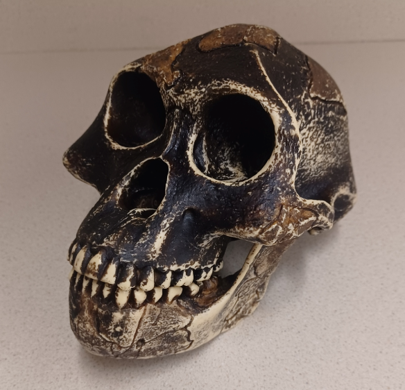 <p>What skull is this?</p>