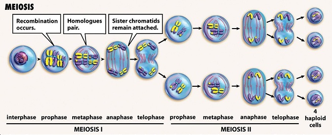<p><span style="color: mediumseagreen"><strong>Prophase I</strong></span></p><p><span style="color: mediumseagreen"><strong>Metaphase I</strong></span></p><p><span style="color: mediumseagreen"><strong>Anaphase I</strong></span></p><p><span style="color: mediumseagreen"><strong>Telophase I</strong></span></p><p><span style="color: mediumseagreen"><strong>Prophase II</strong></span></p><p><span style="color: mediumseagreen"><strong>Metaphase II</strong></span></p><p><span style="color: mediumseagreen"><strong>Anaphase II</strong></span></p><p><span style="color: mediumseagreen"><strong>Telophase II</strong></span></p><p>&nbsp;</p><p>PMAT x 2</p>