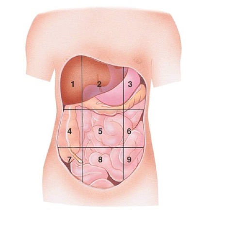<p>Right Hypochondriac region</p>