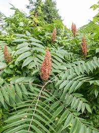 <p>Smooth twigs, thicketing dense shrub, pinnately compound leaves with serrated leaflets and single terminal leaflet, buds are enclosed within petioles, red rachis</p>