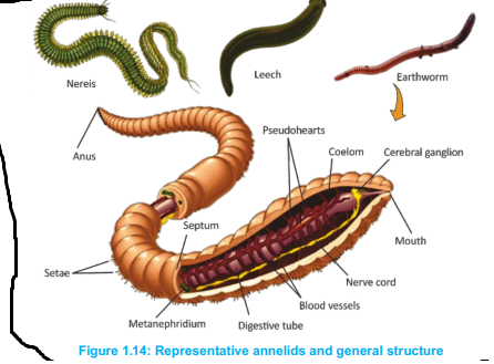 <p>Phylum Annelida (Annelids) </p>