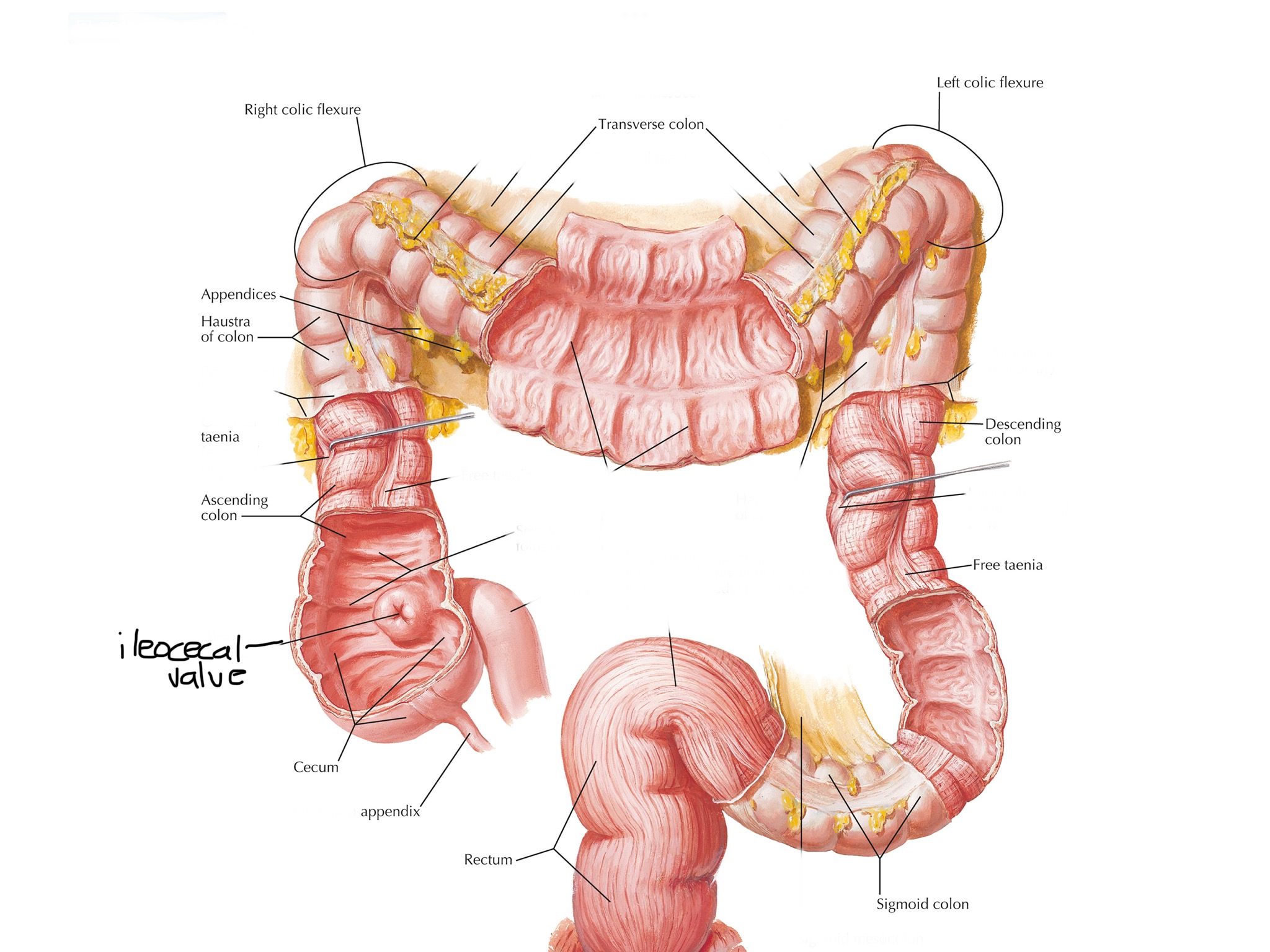 knowt flashcard image