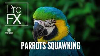 <p><strong>Squawk (v,n)  </strong></p>